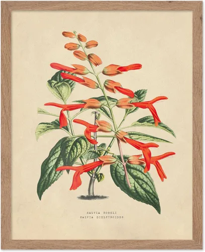 Vista 41 de Poster Master Póster Vintage de Titmouse Canadiense - Impresión Retro de Aves de América - Arte de Aves - Regalo para Hombres, Mujeres y Amantes