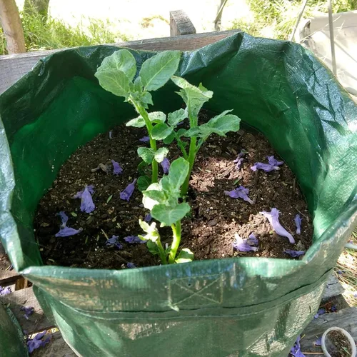 Vista 9 de JJGoo Paquete de 2 bolsas de cultivo de patatas de jardín de 10 galones con solapa y asas de aireación, macetas de tela de aireación, macetas