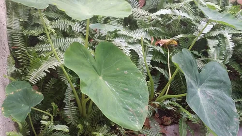 Vista 2 de 20 bulbos de taro Colocasia Esculenta de oreja de elefante vivo