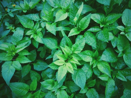 Vista 4 de Semillas Menta Menta Mentha Hierbas Medicinales Jardín para Plantar No GMO 1000 Semillas