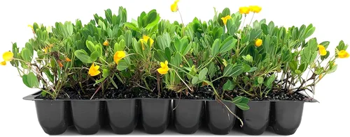 Vista 10 de EcoTurf - Hierba de maní perenne Planta de tamaño grande de 1 galón Arachis Glabrata Cubierta de suelo vivo para paisajismo sostenible