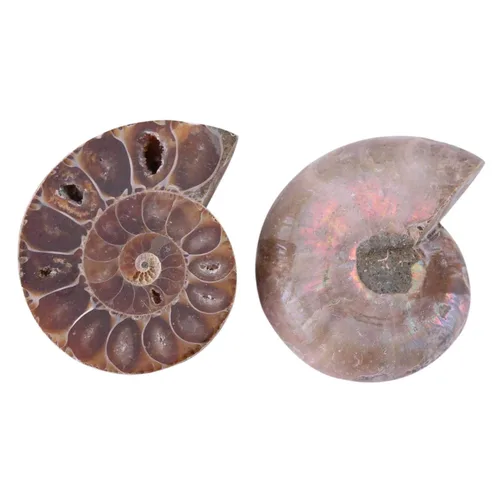 Vista 5 de 2 piezas de espécimen de amonita, piedras y minerales de Madagascar (diámetro 1.6 in)