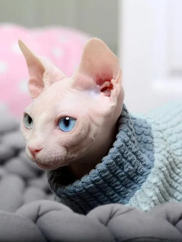 Vista 3 de Ropa para gatos sin pelo, suéter de algodón, transpirable, otoño e invierno, ropa cálida para gato, chaleco de cuello alto, ropa para Sphynx Azul