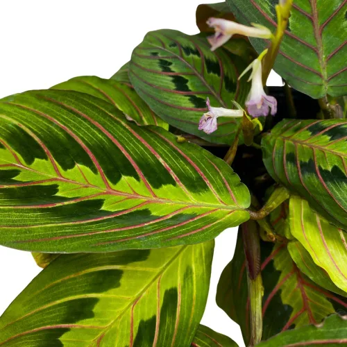 Vista 4 de BubbleBlooms Planta de oración veteada roja Maranta leuconeura en maceta de 4 pulgadas