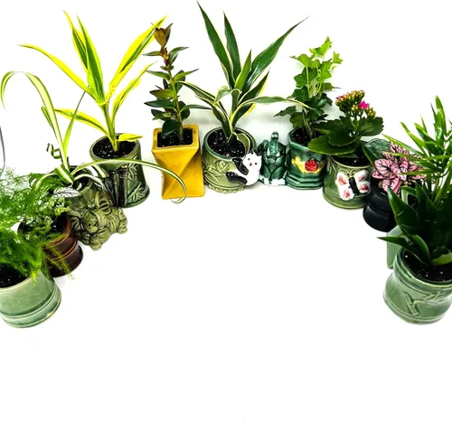 Vista 2 de Colección de plantas fáciles de cuidar, paquete de 5 macetas de cerámica de 2 pulgadas, plantas de interior vivas