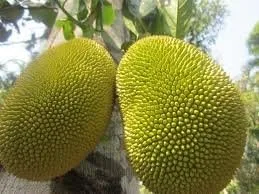 Vista 2 de Jackfruit entero fresco, una fruta 5-7 libras