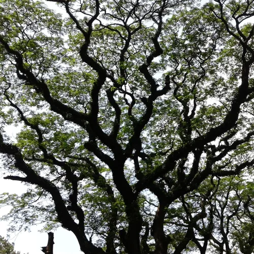 Vista 4 de 20 ÁRBOL DE LA Lengua De MUJER Blanco Mimosa Néctar Flor Albizia Lebbeck Semillas De Leguminosas