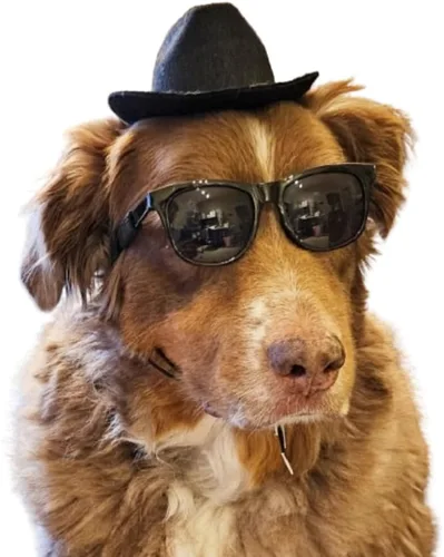 Vista 13 de G006 - Lentes de sol para disfraz de perro mascota de los años 80, para sesión de fotos, razas medianas de 20 a 40 libras
