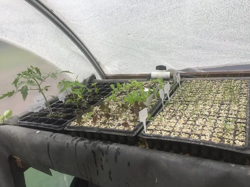 Vista 5 de Bootstrap Farmer Bandejas de inicio de semillas de 128 celdas extra fuertes, paquete de 5, bandeja de plántulas 1020 insertos