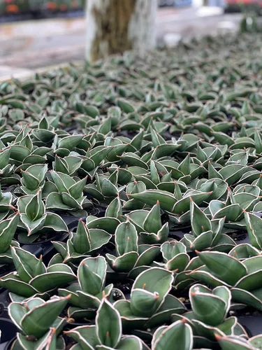 Vista 6 de BubbleBlooms Sansevieria Samurai - Planta de serpiente de espada azul enana en una maceta de 2 pulgadas, mini-duendecillo
