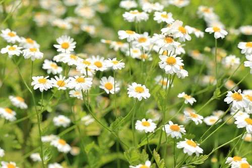 Vista 4 de Pyrethrum Daisy 50 semillas (crisantemo - Tanacetum cinerariifolium) reliquia - Polinizado abierto - Sin OMG - Semilla sin tratar