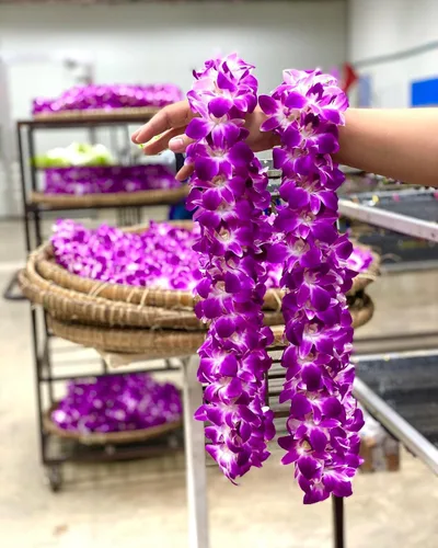 Vista 4 de Flores de orquídea frescas Miami OrchidClub USA Sunne Tropical en suelto, decoración para comida y bebida (100 AZUL PURPURA)