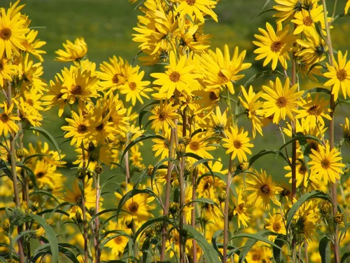Vista 2 de TomorrowSeeds - Maximilian Semillas de girasol - Más de 1000 unidades - para plantar pradera 2026, girasol perenne, resistente a la sequía