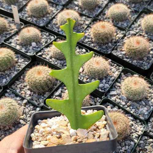 Vista 4 de Planet Desert Epiphyllum anguliger Fishbone Cactus