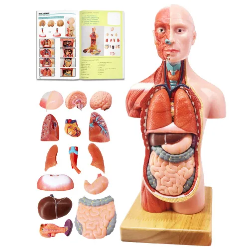 Vista 4 de EVOTECH SCIENTIFIC Modelos de cuerpo humano, esqueleto y corazón, el mejor modelo de anatomía, juego de 3 herramientas prácticas de estudio