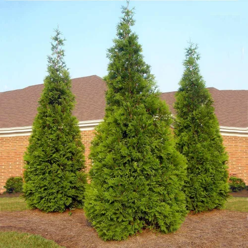Vista 3 de Brighter Blooms - Thuja Green Giant Arborvitae, 4-5 pies - No hay envío a AK, AZ, HI, OR