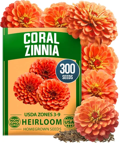 Vista 17 de HOME GROWN Semillas de zinnia rosa – 300 zinnias Luminosa 0.5g, semillas anuales de flores fáciles de cultivar para plantar al aire libre para 2026
