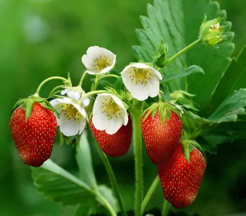 Vista 3 de Fresa 100 piezas Semillas Jardín Fruta Fresca Saludable