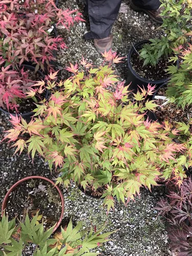 Vista 2 de Planta viva de arce japonés Kuro Hime de 2 años