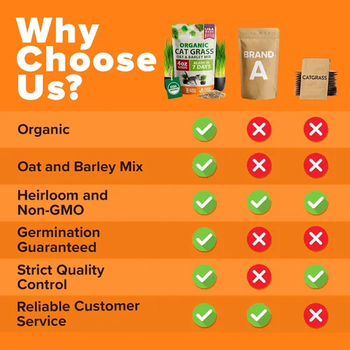 Vista 6 de HOME GROWN Mezcla orgánica de semillas de hierba de gato (avena y cebada) – 4 oz – Maceta de interior fácil