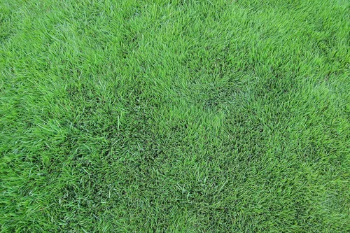 Vista 3 de Semillas de césped prémium de mezcla de festuca azul 5 libras
