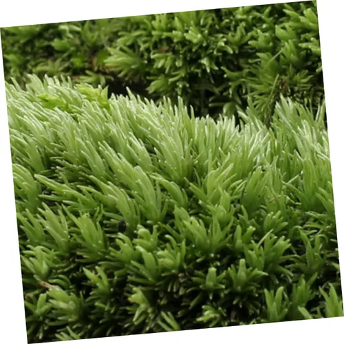 Vista 2 de Mipcase 3 piezas de plantas artificiales de musgo artificial para pecera, plantas artificiales para plantas de imitación para acuario, musgo