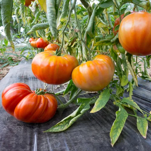 Vista 2 de Big A Tomato Fertilizante orgánico prémium con algas marinas de 13.5 onzas para interiores y exteriores, fertilizante para plantas