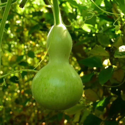 Vista 5 de Birdhouse Gourd - 25 semillas de calabaza para plantar, Thresh Seed Co.