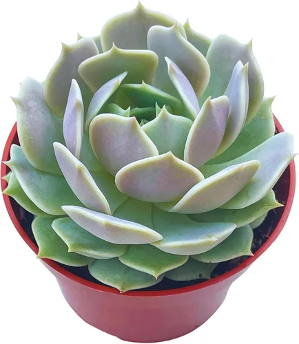 Vista 25 de Suculenta viva de 4 pulgadas "Baby Toes Fenestraria Rhopalophylla, plantas suculentas vivas completamente enraizadas, planta