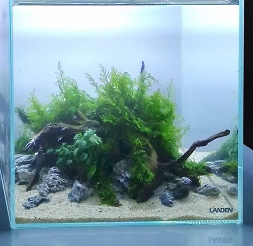 Vista 7 de LANDEN Namale - Arena para acuario, 2 L (aprox. 7 libras), arena súper natural para paisajismo de acuarios, arena cosmética para peceras, sustrato