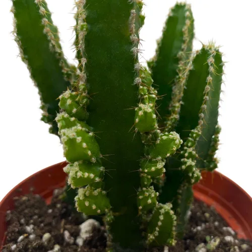 Vista 4 de Cactus de castillo de hadas, Acanthocereus Tetragonus, Cereo floreciente nocturno, cactus triangular, maceta de 4 pulgadas