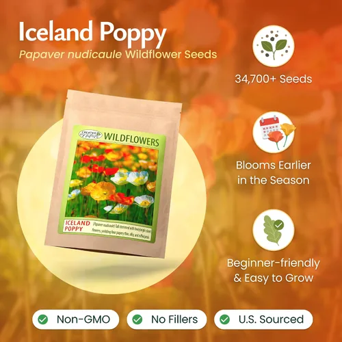 Vista 2 de Semillas de amapola de Islandia para plantar, Papaver nudicaule, 34.700