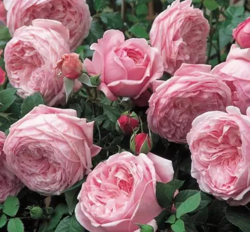 Vista 5 de 1000 semillas + Muti Color Mix Rose Seeds - Flores exuberantes, perennes, mariposa fragante trepadora de vid, semillas de flores. Semillas de rosa