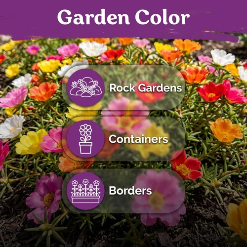 Vista 6 de KVITER 15,000 semillas de rosa musgo mixta para plantar (Portulaca grandiflora) – Cubierta de suelo con floración de reliquia, semilla de Portulaca