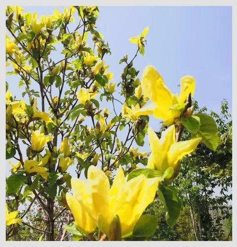 Vista 5 de Yellow Jane Magnolia Planta viva – Árbol arbusto floreciente de 18 pulgadas de alto