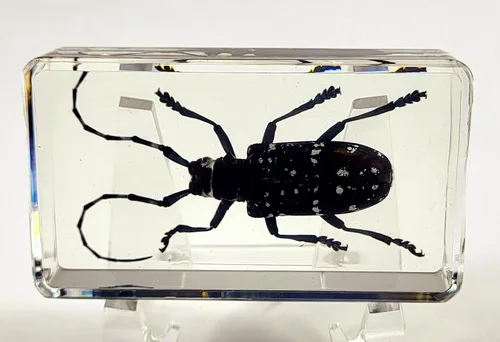 Vista 40 de 44mm Hormiga gigante tropical real en resina de lucita transparente cristalina, espécimen preservado Pseudoneoponera Rufipes, taxidermia
