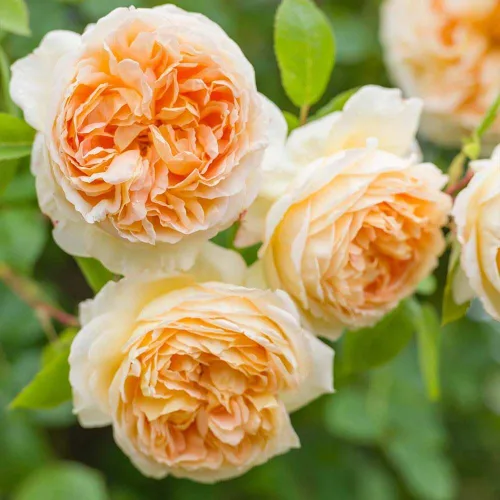 Vista 4 de Rosas trepadoras inglesas de reliquia, planta de raíz propia viva para jardín al aire libre, Betsabé, muy fragante, zonas de rusticidad: 5-11
