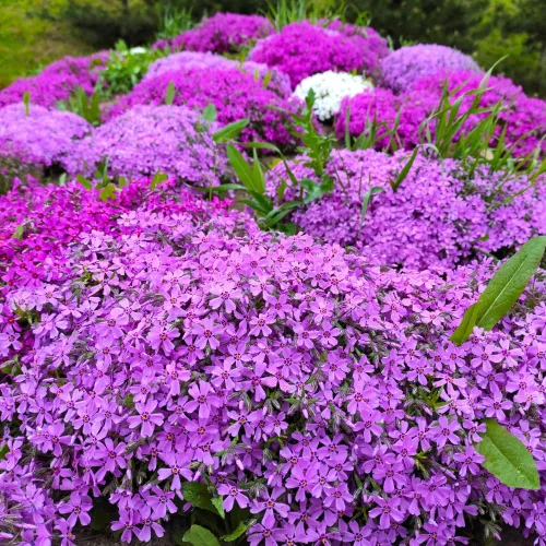 Vista 3 de Paquete de 3 plantas rastreras Phlox Live, 5-8 pulgadas, cubierta de suelo de Phlox rastrero perenne para jardín al aire libre (color aleatorio)