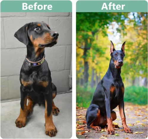 Vista 6 de Kit de 2 piezas de publicación de orejas de perro para Doberman Pinschers - Cinta para orejas de perro, herramienta de soporte para orejas con cinta