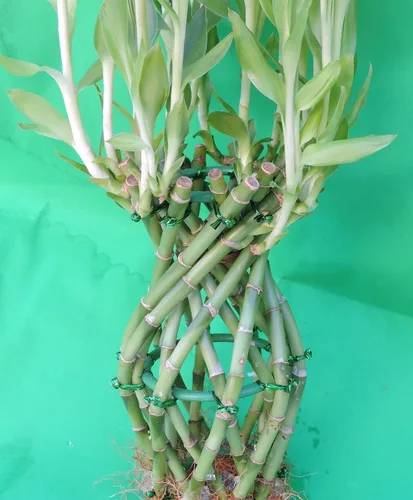 Vista 2 de Lucky Bamboo Desing Piña 23 Stalkof 6-8 pulgadas de alto/Jmbamboo