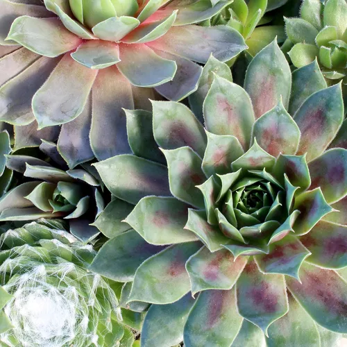 Vista 3 de Altman Plants Planta suculenta viva sempervivum no tóxica, regalo en maceta decorativa de 8 pulgadas, suculentas reales para cultivar, gallinas