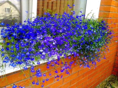 Vista 2 de Semillas Lobelia Blue Cascade más de 1000 semillas para plantar flores, cubierta vegetal