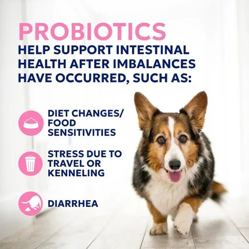 Vista 6 de Nutramax Probióticos Proviable para perros, Suplemento diario de salud digestiva con múltiples cepas de bacterias, probióticos para perros más