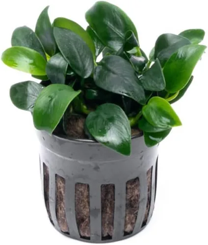 Vista 15 de SubstrateSource Plantas vivas – Anubias Hastifolia (Anubias hastifolia) – Luz baja a moderada, hojas en forma de flecha de color verde medio a