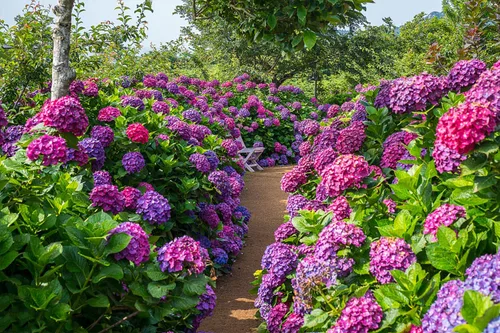Vista 7 de Más de 100 semillas de hortensias mixtas para plantar Macrophylla Bola de nieve gigante Bonsái Hortensia Arbusto de rápido crecimiento