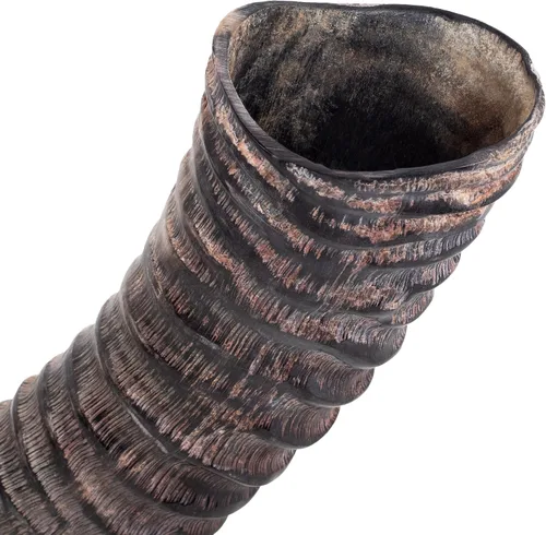 Vista 4 de HalleluYAH Shofar Original Sable Horn 24"-28" De Israel