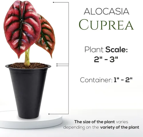 Vista 8 de Colección de Plantas Alocasia (paquete de 4) - Cuprea, Ratón Mickey, Dragón Plateado, Escala de Dragón - Raras Plantas de Interior, Plantas Exóticas