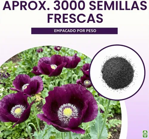 Vista 3 de Purple Grape Poppy Seeds - Amapola alta con marcas negras - 3000 semillas