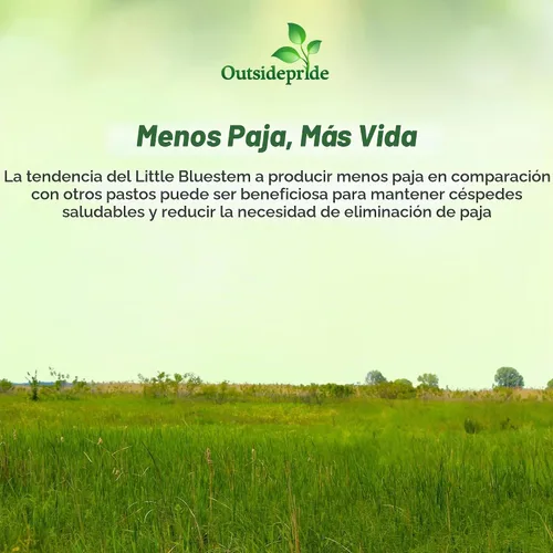Vista 6 de Outsidepride Semilla de hierba perenne Little Bluestem – 1 libra Temporada cálida, resistente a la sequía, semillas de hierba de pradera nativa