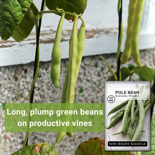 Vista 3 de Sow Right Seeds - Semillas de frijol Wonder Pole de Kentucky para plantar - Paquete de reliquia sin OMG con instrucciones para plantar un huerto
